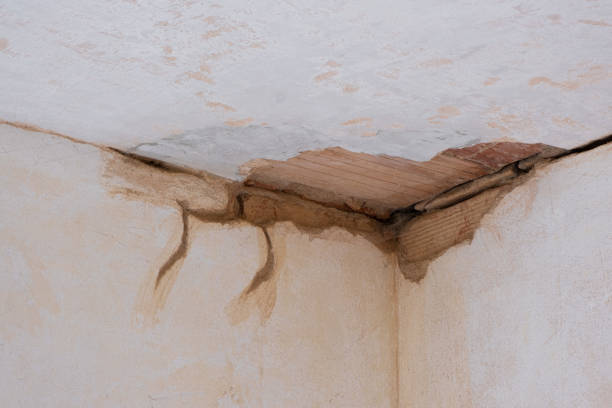 Best Carpet water damage restoration  in Kulpmont, PA