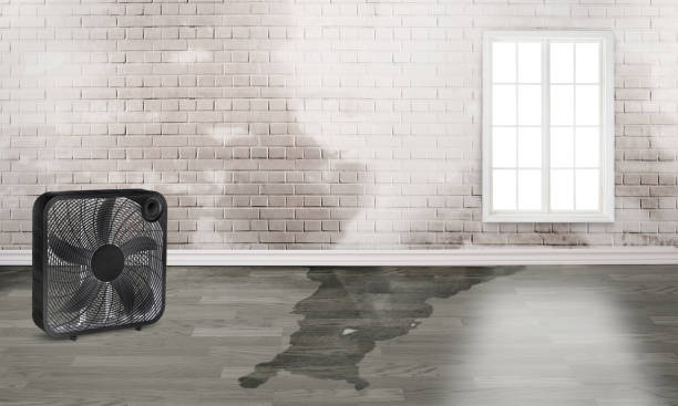 Best Sewage cleanup and water damage restoration  in Kulpmont, PA